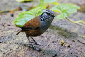 Grey-breasted Wood Wren