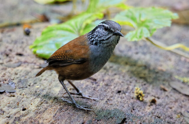 Grey-breasted Wood Wren