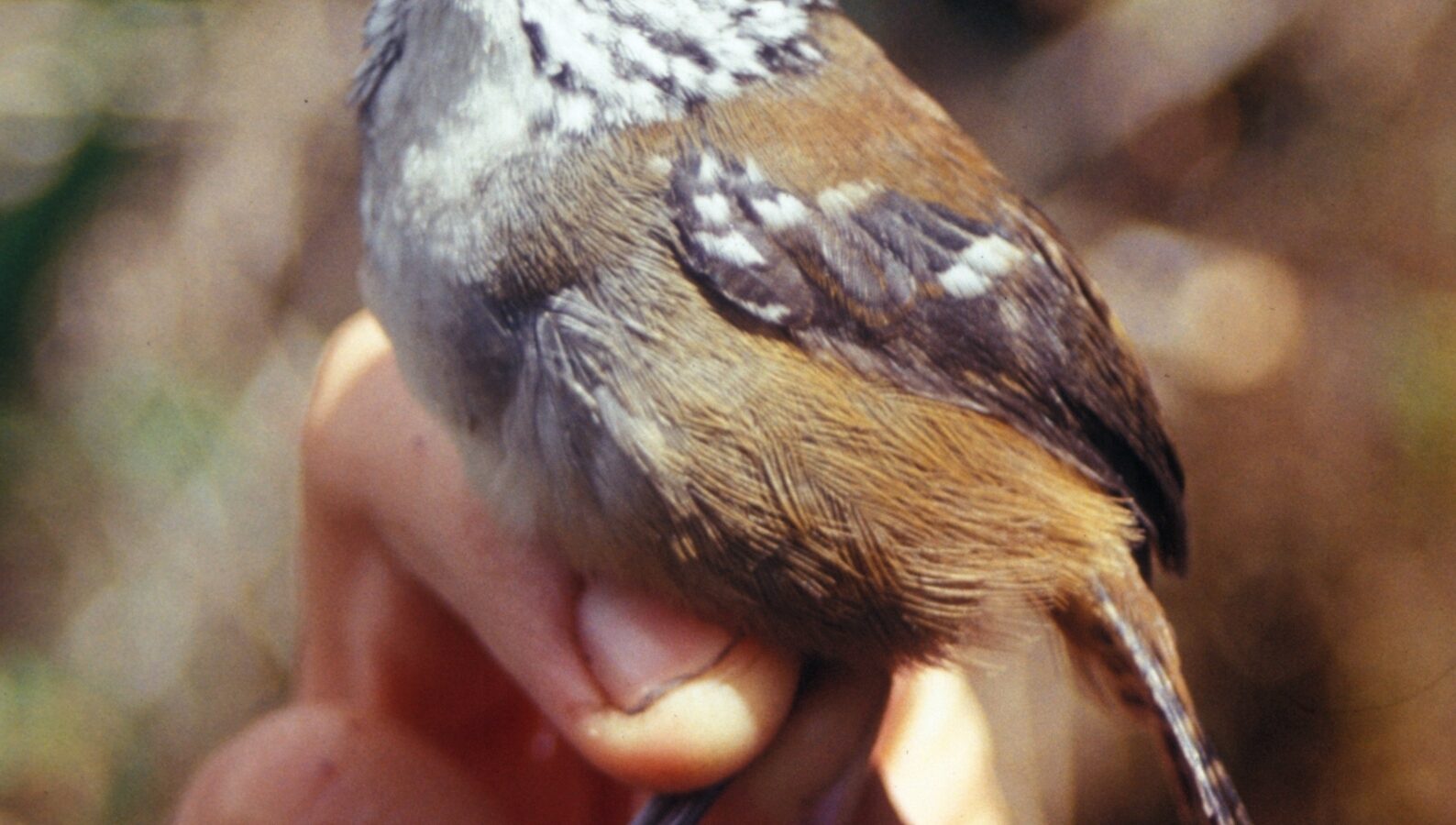 Bar-winged Wood Wren