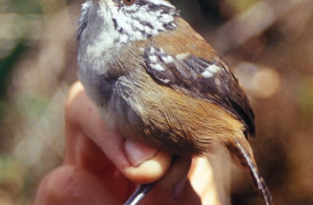 Bar-winged Wood Wren