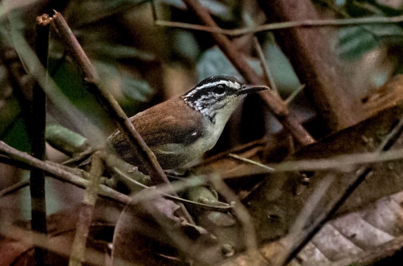White-breasted Wood Wren