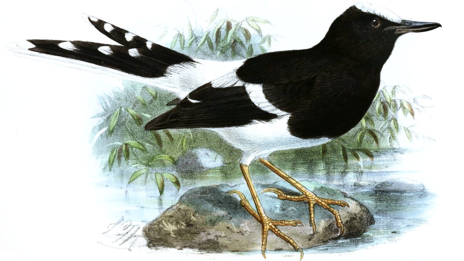 White-crowned Forktail