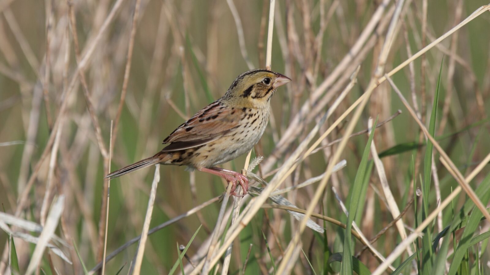 Henslow’s Sparrow