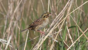 Henslow’s Sparrow