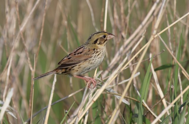 Henslow’s Sparrow