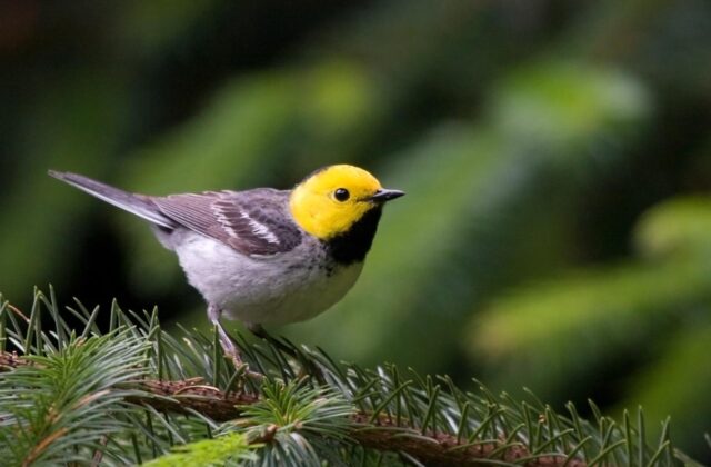 Hermit Warbler