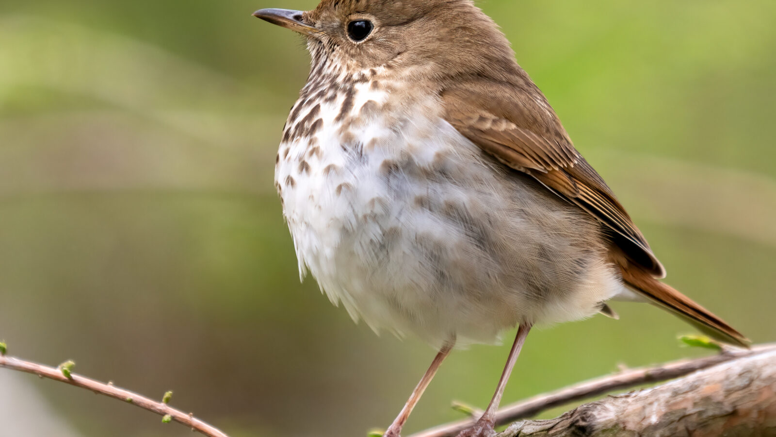 Hermit Thrush