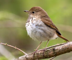 Hermit Thrush