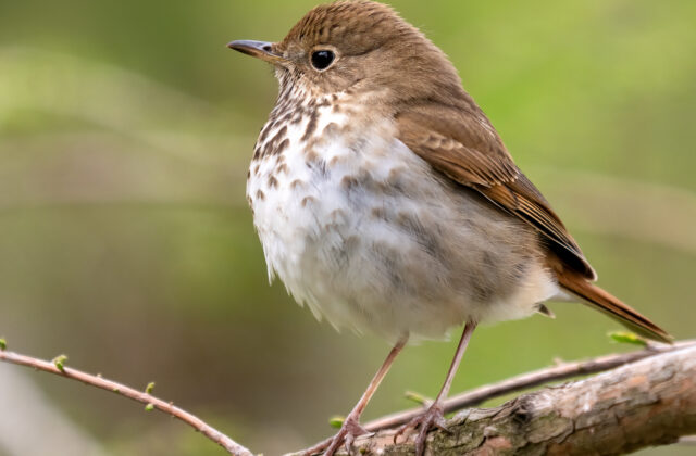 Hermit Thrush