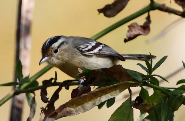 Black-capped Antwren