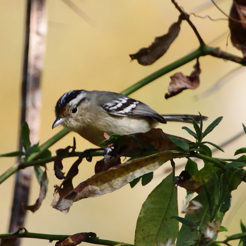 Black-capped Antwren