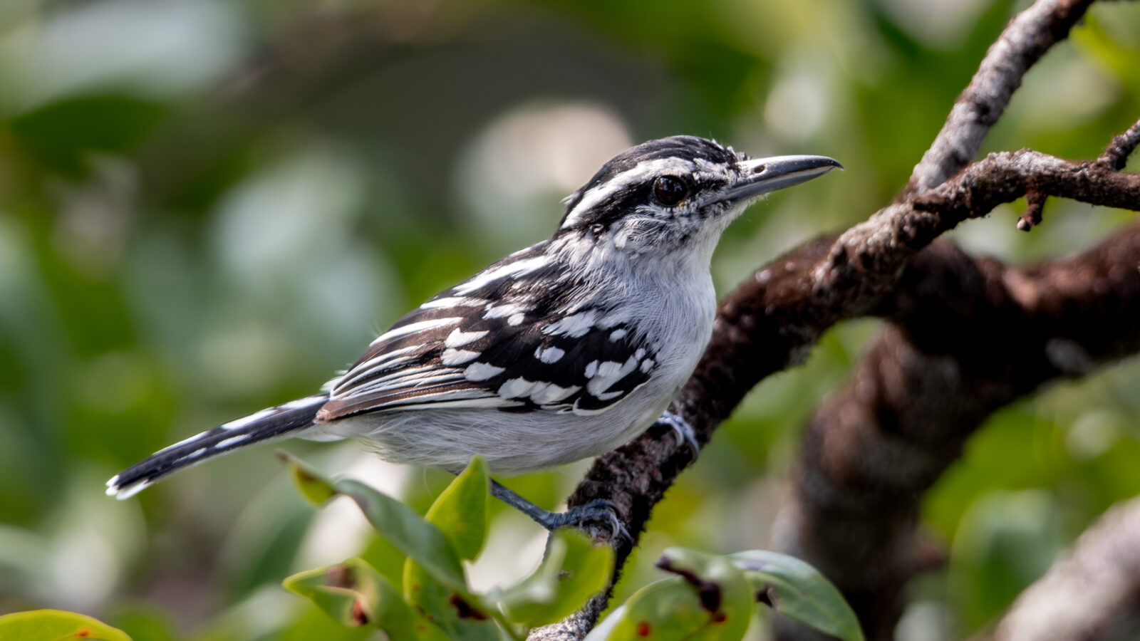 Spot-backed Antwren