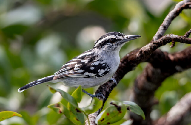 Spot-backed Antwren