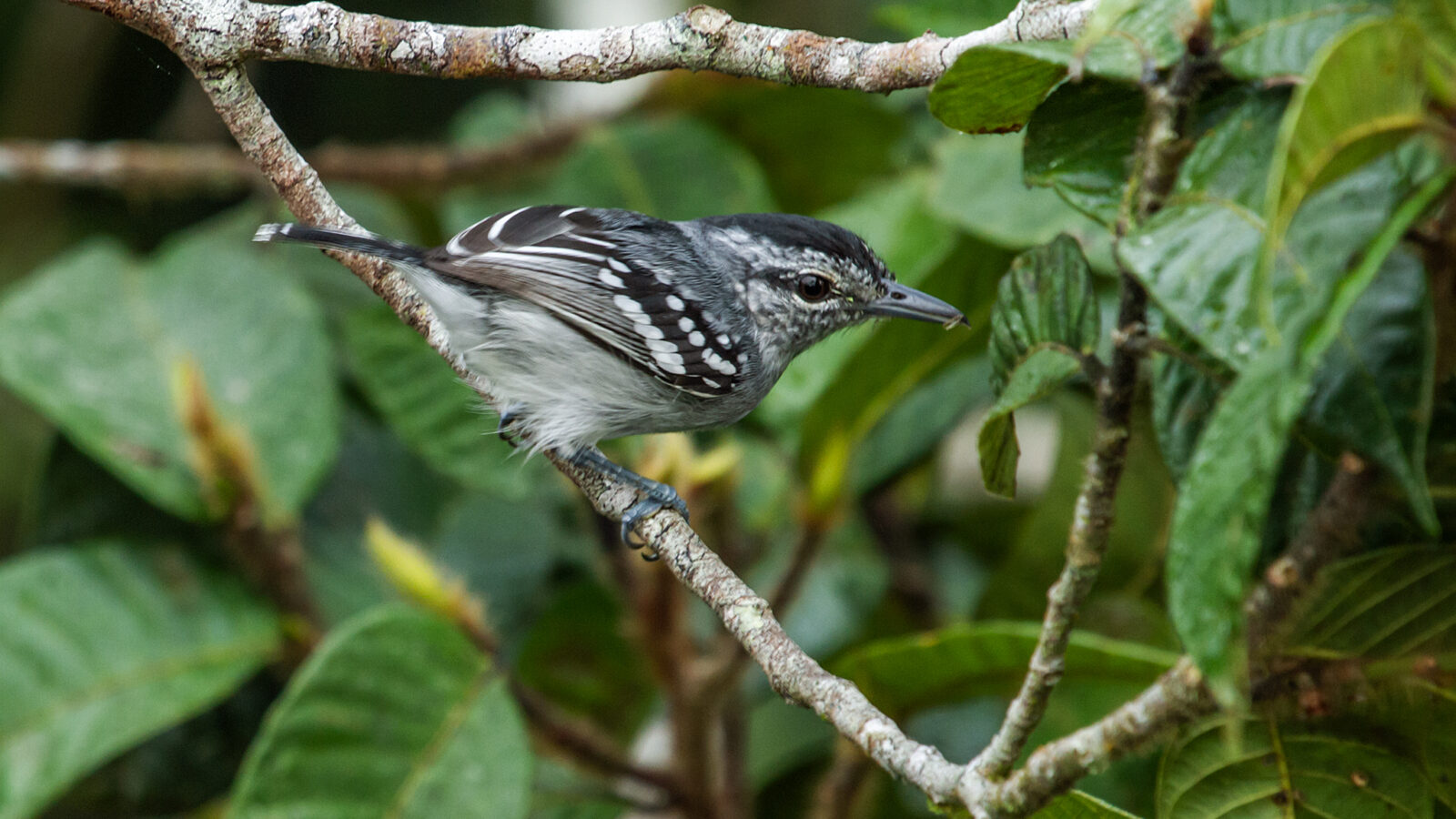 Dugand’s Antwren
