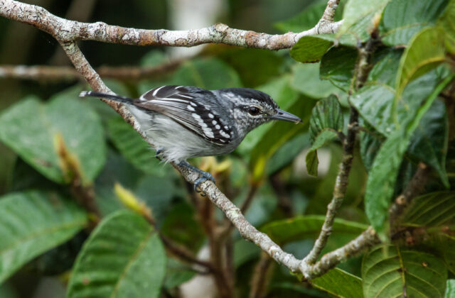 Dugand’s Antwren