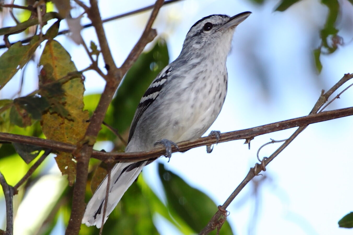 Large-billed Antwren