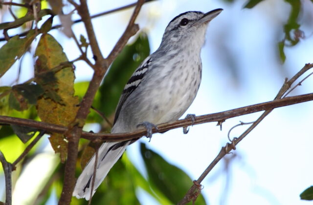 Large-billed Antwren