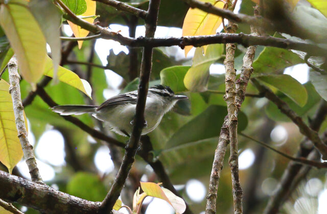 Creamy-bellied Antwren