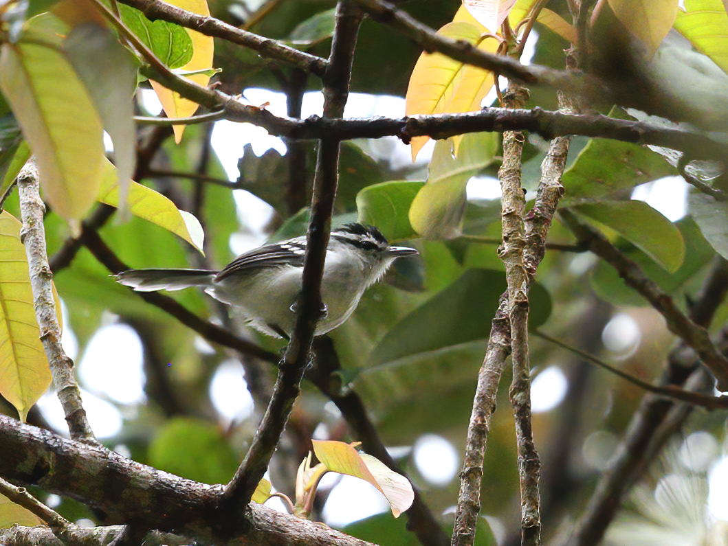 Creamy-bellied Antwren