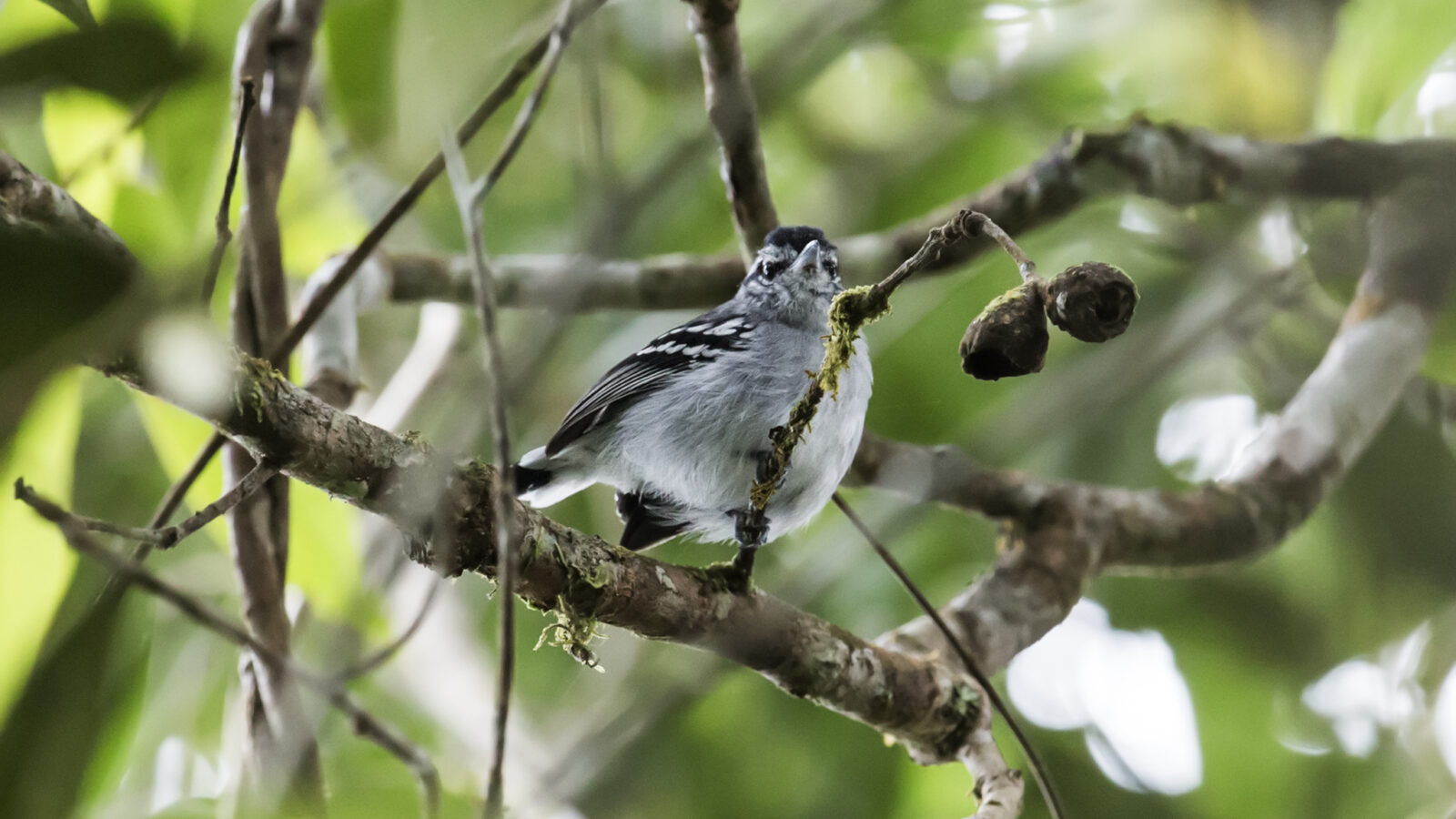 Ash-throated Antwren