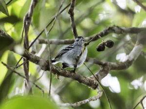 Ash-throated Antwren