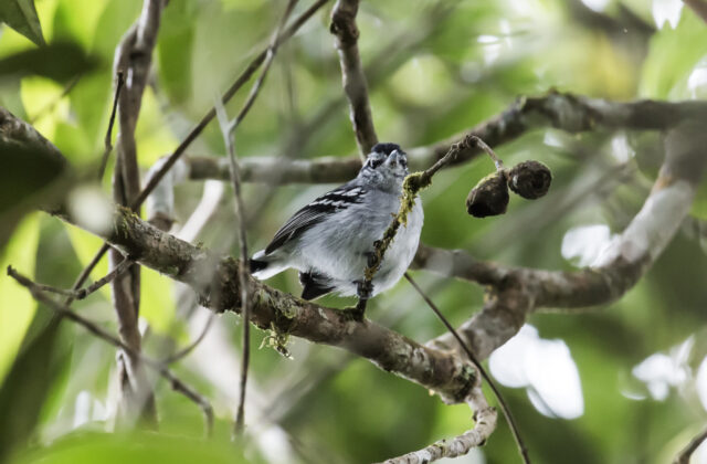 Ash-throated Antwren