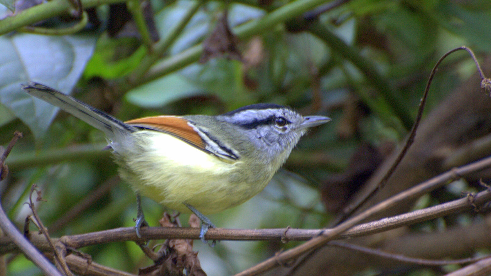 Rufous-margined Antwren