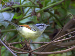 Rufous-margined Antwren