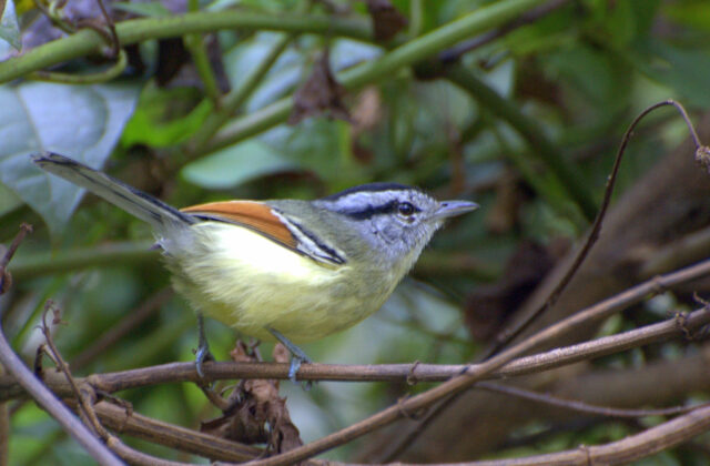 Rufous-margined Antwren