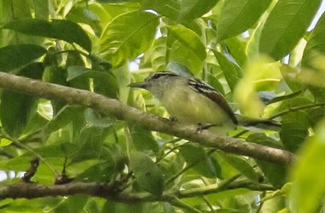 Rusty-winged Antwren
