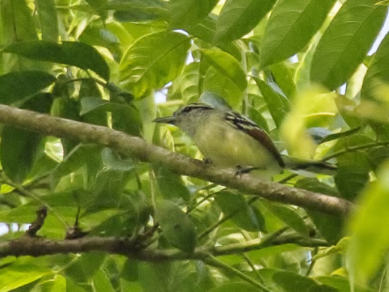 Rusty-winged Antwren