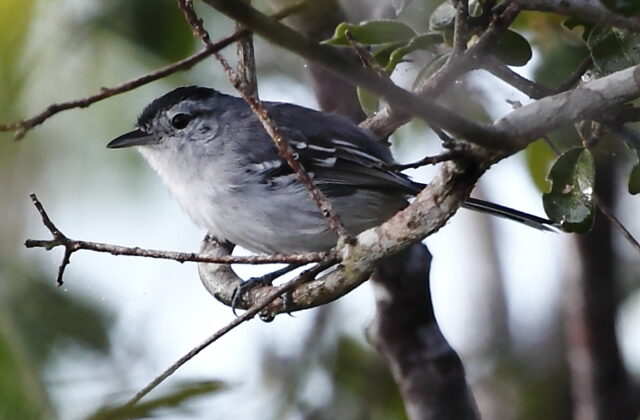 Caatinga Antwren