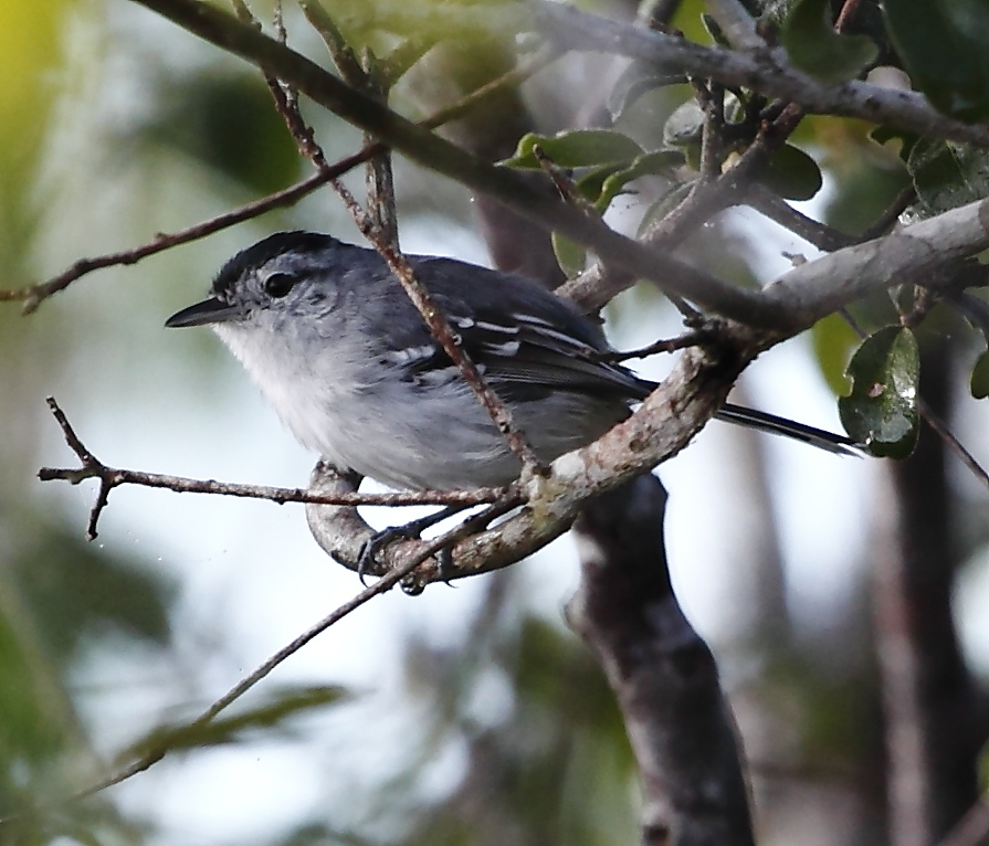 Caatinga Antwren