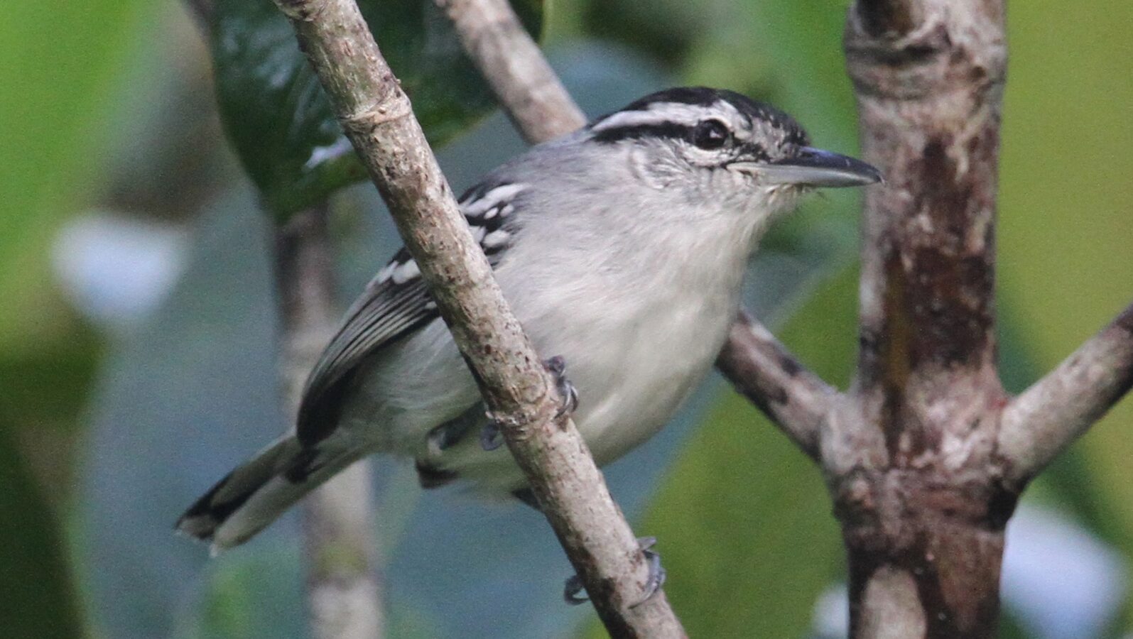 Aripuana Antwren