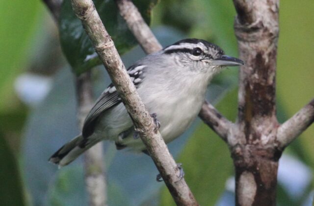 Aripuana Antwren