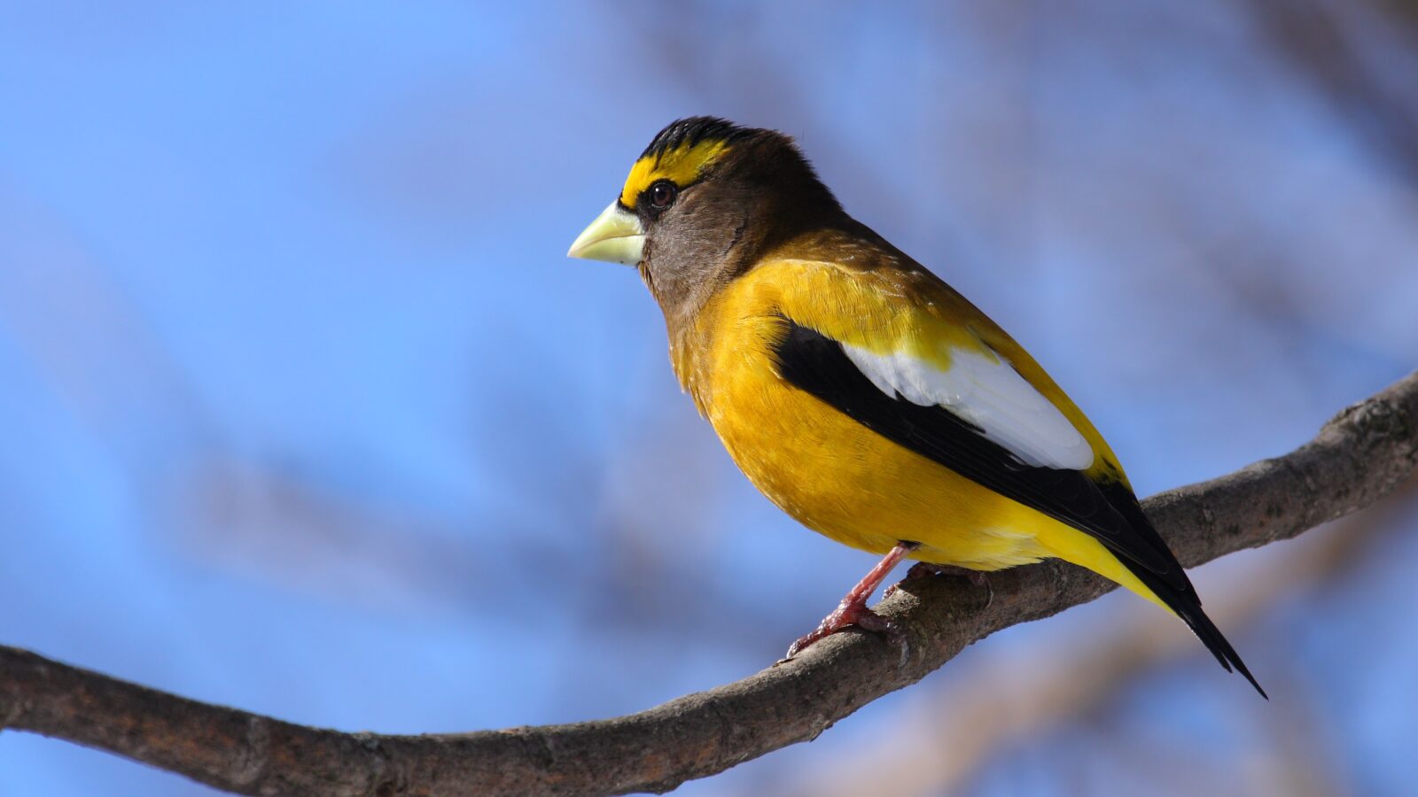 Evening Grosbeak