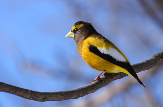Evening Grosbeak