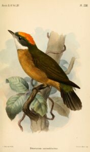 Orange-crested Manakin