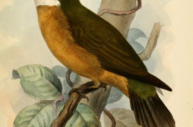 Orange-crested Manakin