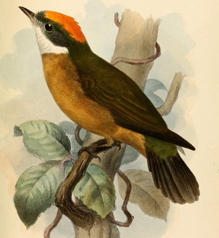 Orange-crested Manakin