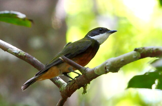 Yellow-crested Manakin