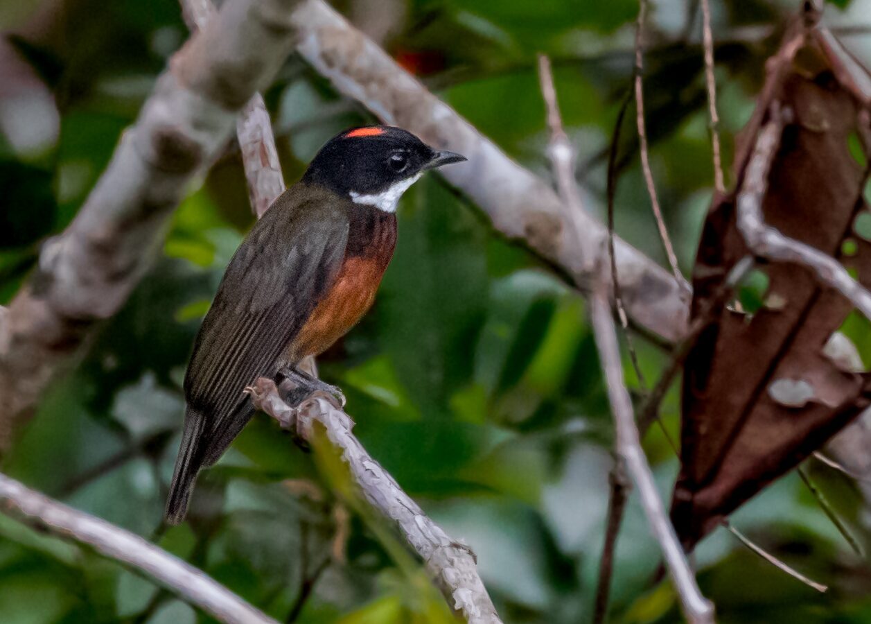 Flame-crested Manakin