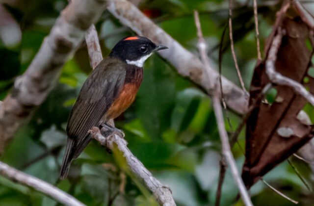 Flame-crested Manakin