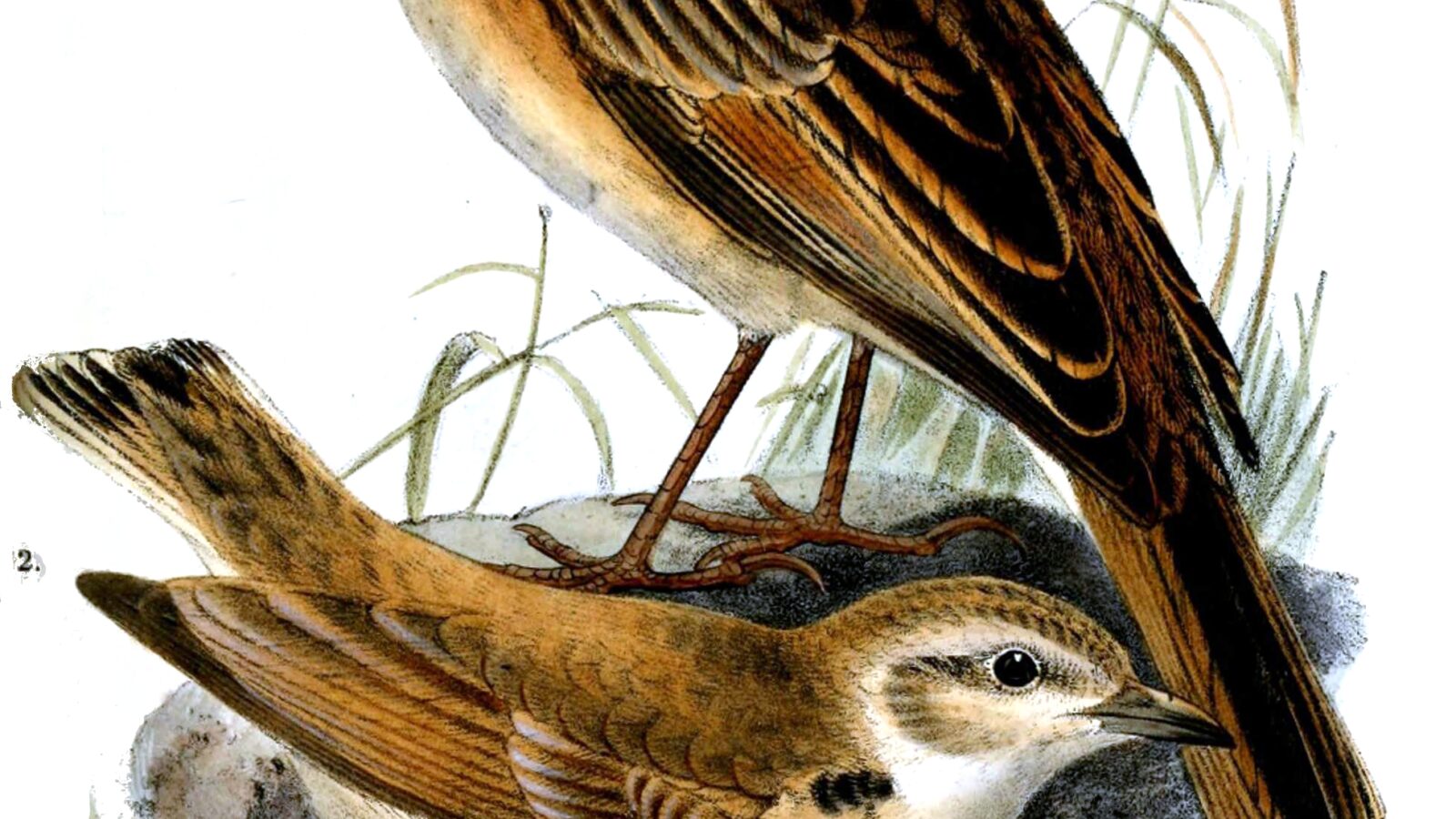 Short-clawed Lark