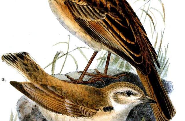 Short-clawed Lark