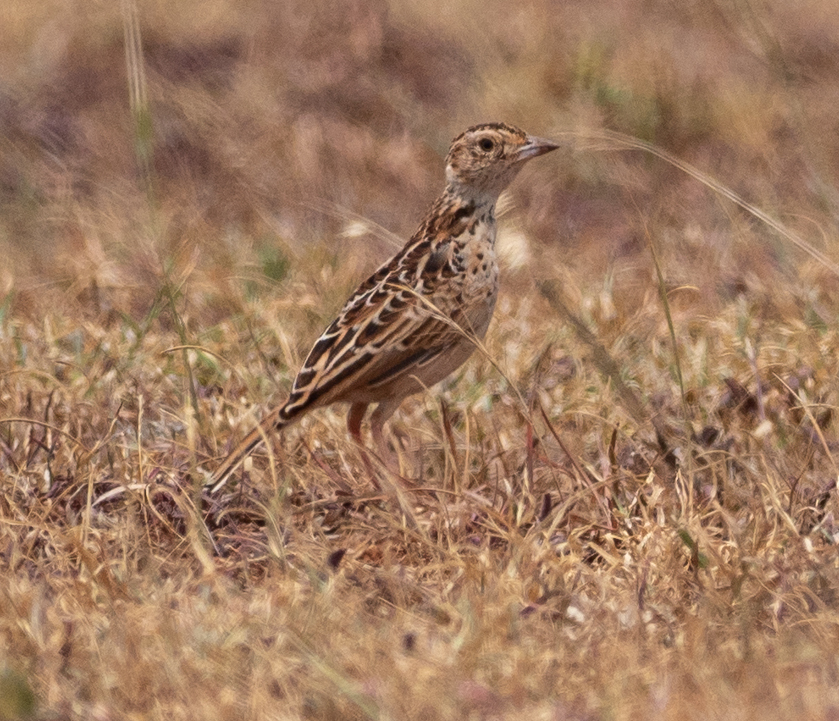Archer’s Lark
