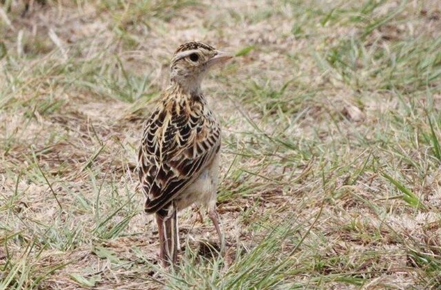 Rudd’s Lark