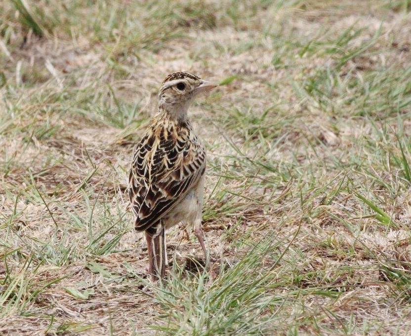 Rudd’s Lark
