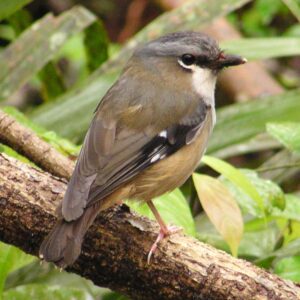 Ashy Robin