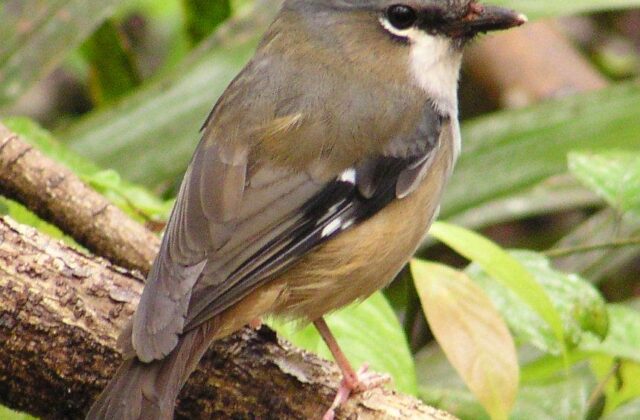 Ashy Robin